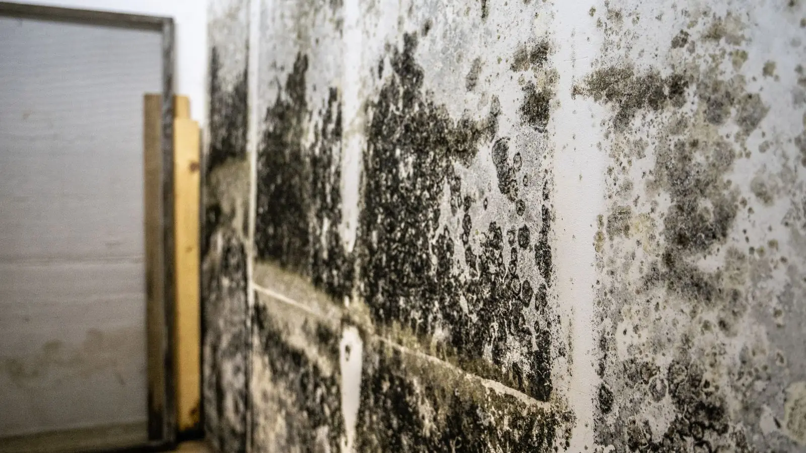 Black mold spread across a wall beside a door frame