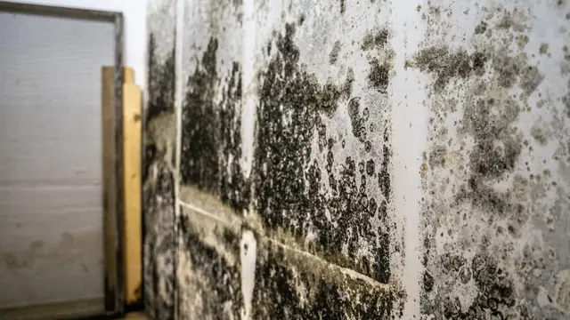 Black mold spread across a wall beside a door frame