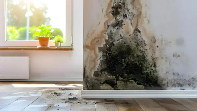 Dark mold growing on a wall beside a window above a damp floor